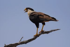 Raptors